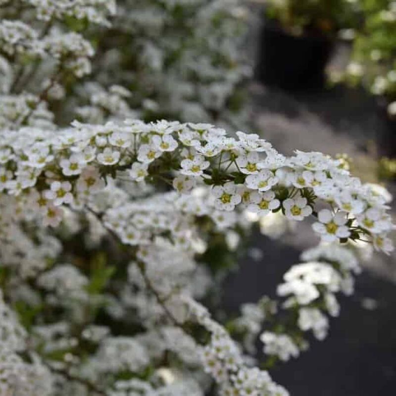 Spiraea 'Arguta' 40-60 cm